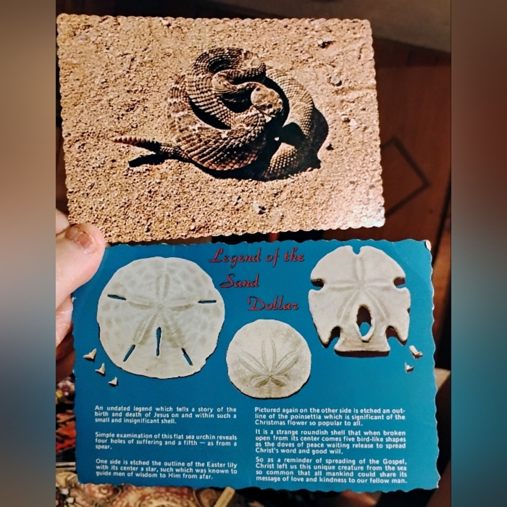 2 Vintage Unused Postcards - Sand Dollar & Rattlesnake